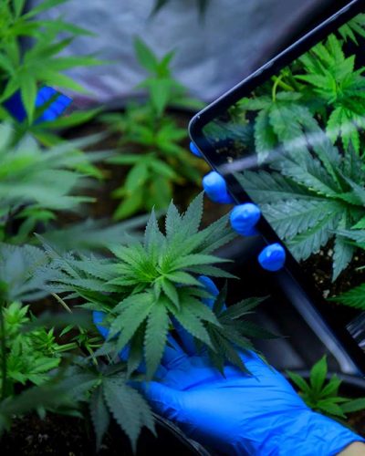 cannabis-cultivation-ppe2